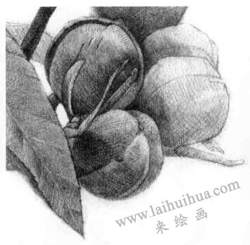 山核桃的素描畫法步驟12，逐個細(xì)化