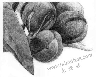 山核桃的素描畫法步驟13，逐個細(xì)化
