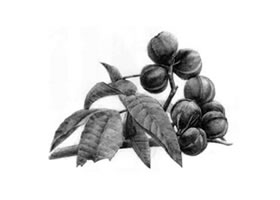 山核桃的素描畫法