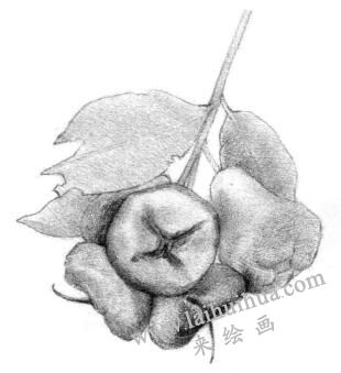蓮霧的素描畫法步驟02,逐個細化