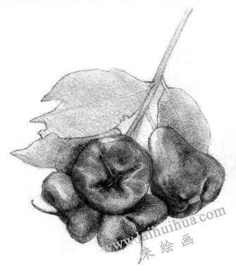 蓮霧的素描畫法步驟05,逐個細化