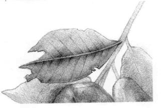 蓮霧的素描畫法步驟06,逐個細化