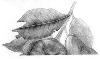 蓮霧的素描畫法步驟07,逐個細化