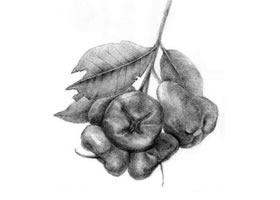 蓮霧的素描畫法