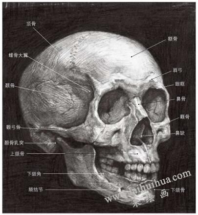 素描人像解剖畫法