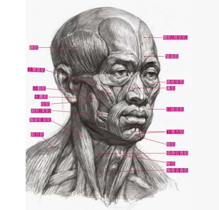 素描人像透視畫(huà)法