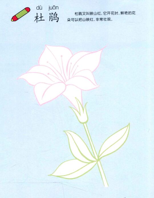 杜鵑花兒童畫(huà)