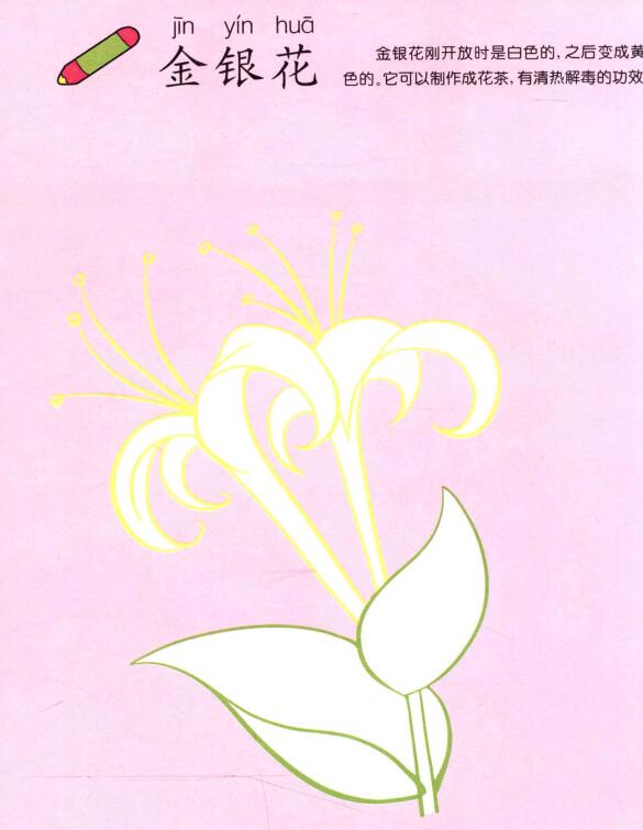 金銀花兒童畫(huà)
