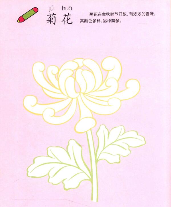 菊花兒童畫(huà)