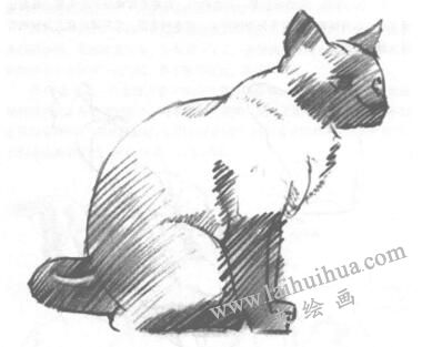 貓的素描畫(huà)法
