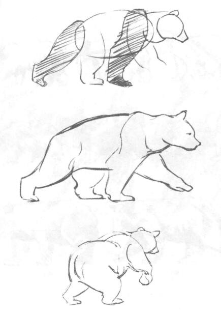 如何素描行走的熊？