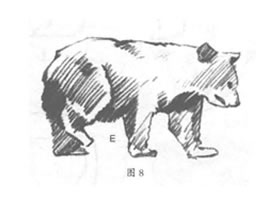 如何素描行走的熊？
