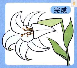 百合花兒童畫