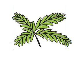含羞草兒童畫(huà)