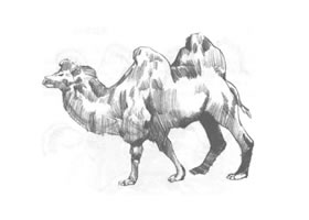 雙峰駱駝素描畫法