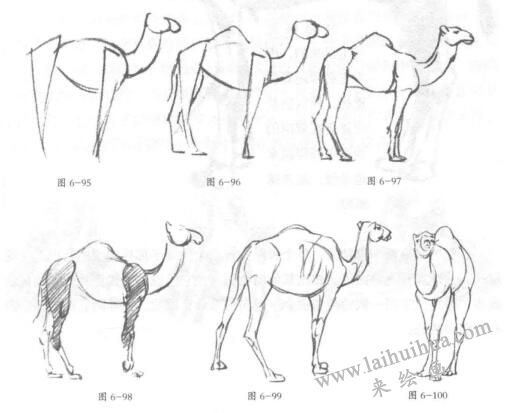 單峰駱駝素描畫法