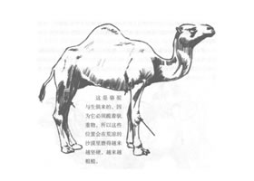 單峰駱駝素描畫法
