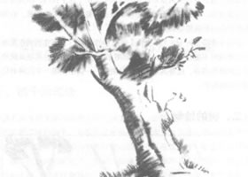 樹(shù)的素描繪制