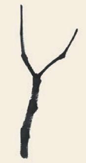 楊樹(shù)兒童國(guó)畫畫法步驟01