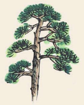 松樹兒童國畫
