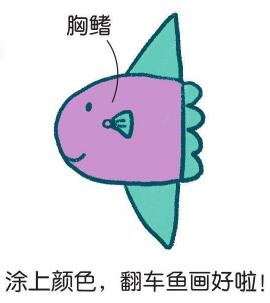 翻車魚簡(jiǎn)筆畫