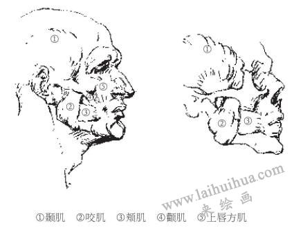 素描中的人物頭部解剖結構