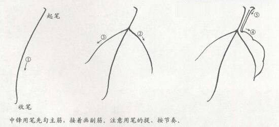 國(guó)畫牡丹葉白描步驟02