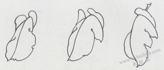 國畫牡丹葉白描造型02