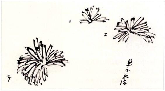 國(guó)畫單個(gè)菊花花頭畫法