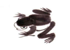 青蛙的國(guó)畫(huà)畫(huà)法