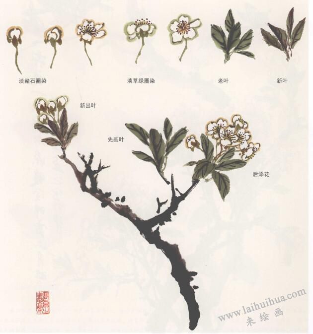 國(guó)畫梨花的畫法