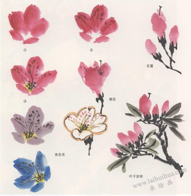 國(guó)畫杜鵑花的畫法
