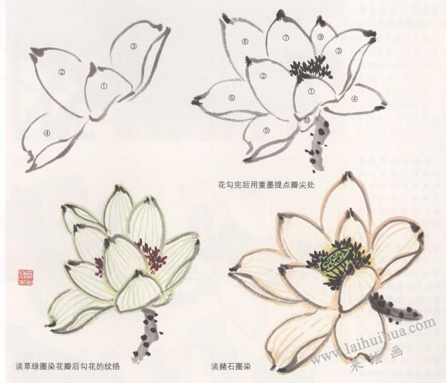 花卉國畫荷花的畫法