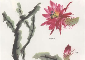 令箭荷花國(guó)畫(huà)畫(huà)法