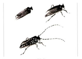 天牛的國(guó)畫(huà)畫(huà)法