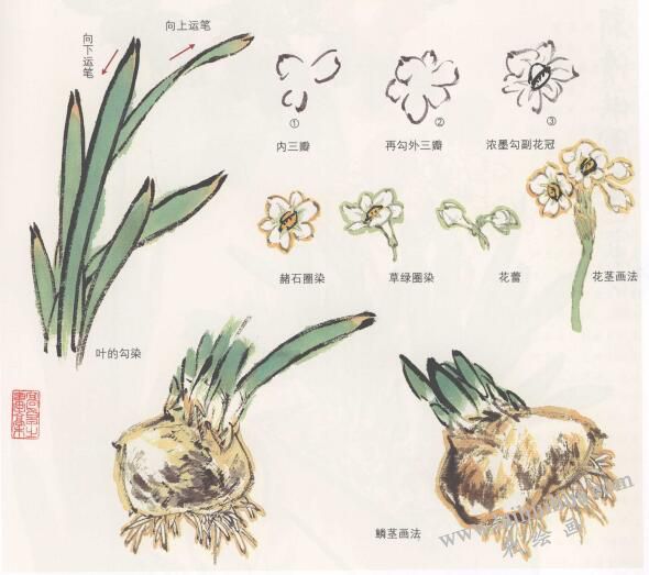 水仙花國(guó)畫(huà)畫(huà)法,水仙國(guó)畫(huà)