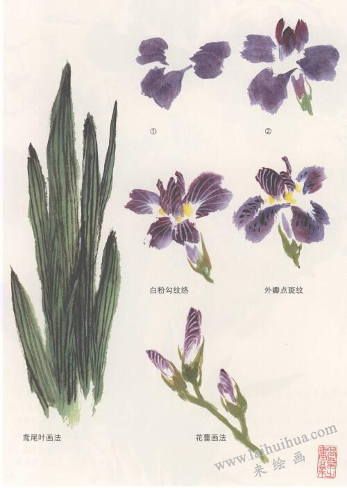 鳶尾花國畫畫法，蝴蝶蘭國畫畫法