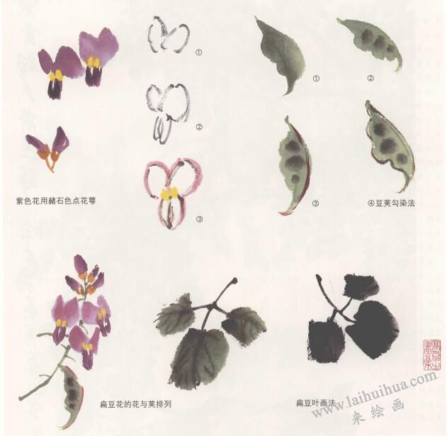 扁豆花國畫畫法，鵲豆花國畫畫法