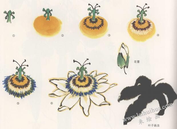 子午蓮花的國(guó)畫畫法，子午蓮的畫法