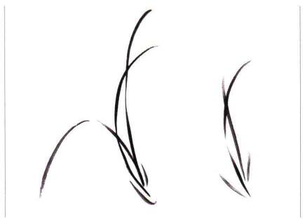 國(guó)畫蘭花:—叢蘭葉的畫法
