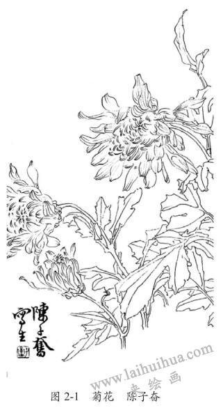 菊花，白描，陳子奮