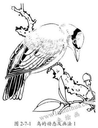鳥的動(dòng)態(tài)及畫法，白描