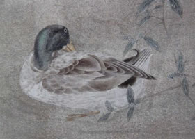 國(guó)畫彩色禽鳥著色方法
