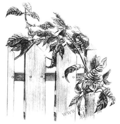柵欄花藤的素描畫法步驟11