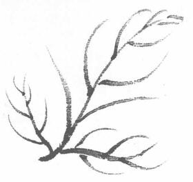 菊花葉子葉筋的勾法06