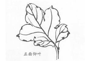 國畫菊花葉子白描畫法