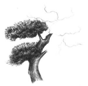 羅漢松素描畫法步驟04