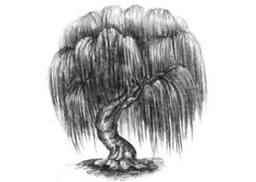 柳樹(shù)素描畫(huà)法