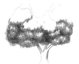 冬青樹(shù)素描畫(huà)法步驟02