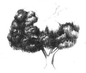 冬青樹(shù)素描畫(huà)法步驟03